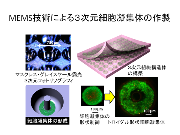 MEMS技術による３次元細胞凝集体の作製