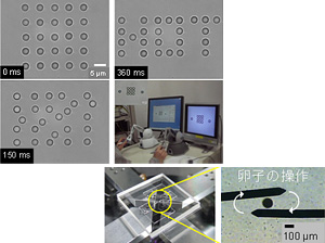 Mechano-Bio Systems Group