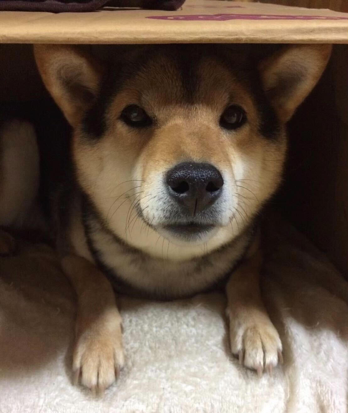 サンプルイメージ