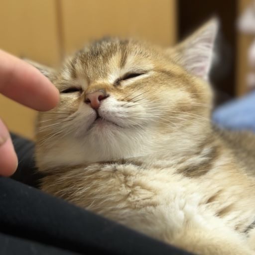 サンプルイメージ
